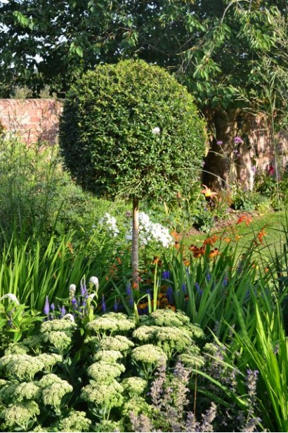 Самшит вечнозеленый на штамбе – форма Шар