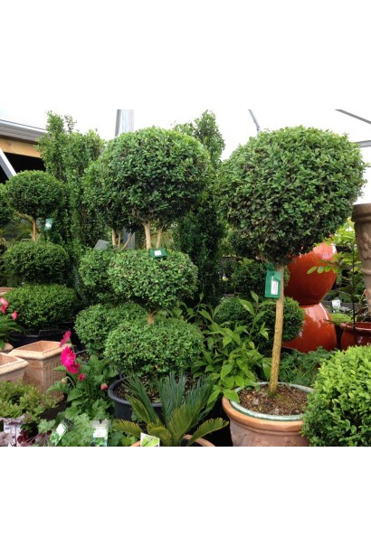 Buxus sempervirens ball on shtambe