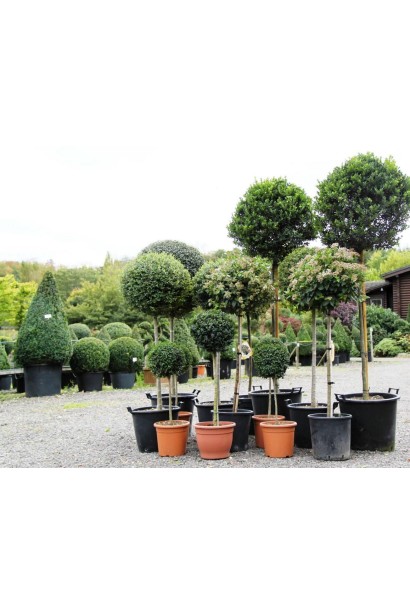 Саженцы в садовом центре