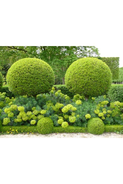 Самшит Шар на штамбе – идеален для дизайна сада.