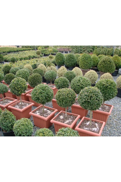 Самшит вечнозелёный шар на штамбе