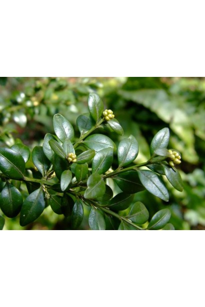 Темно-зеленые, блестящие листья самшита