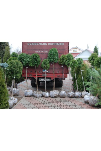 Туя западная Колумна шар на штамбе с комом земли