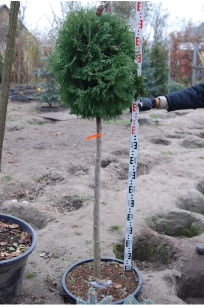 Декоративная туя Колумна в форме шара для сада.