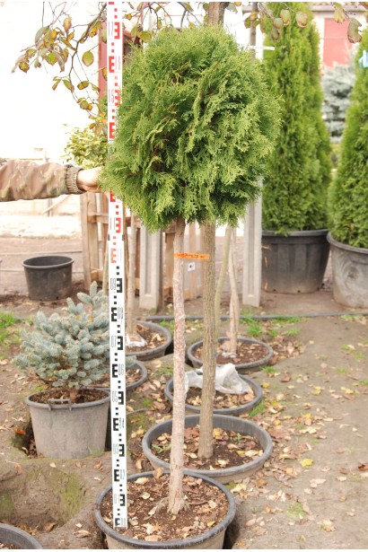 Саженец туи Колумный шар на высоком штамбе.