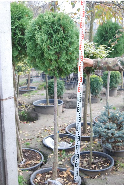 Туя западная Колумна шар на штамбе