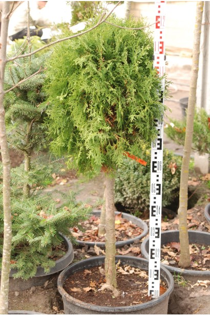 Плотная крона шара туи колумна на штамбе.