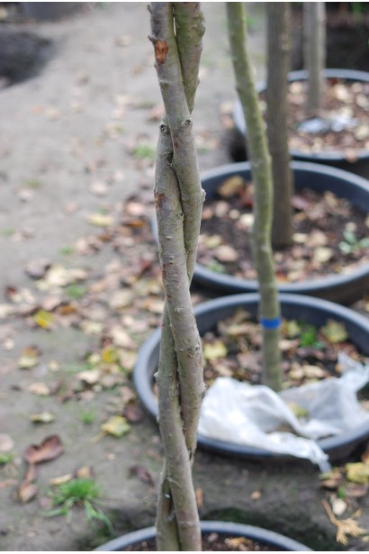 Туя западная Колумна плетеный ствол