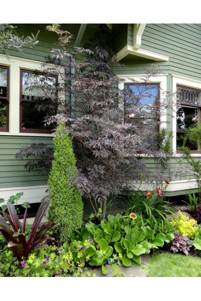 Бузина чорна Блек Б`юті ландшафтний дизайн