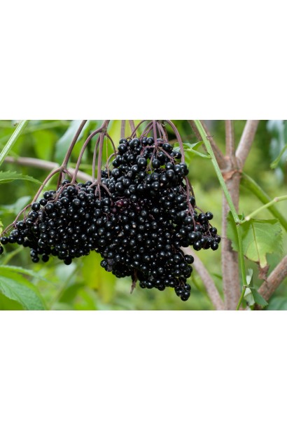 Чорні ягоди бузини Блек Б`юті