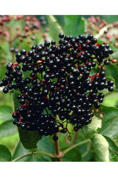 Блискучі їстівні ягоди чорної бузини Блек Б`юті