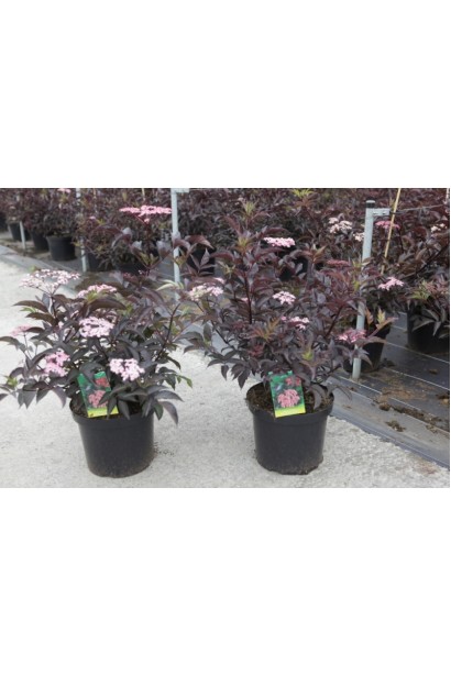 Саджанці бузини Блек Б`юті контейнер 5 л, в садовому центрі