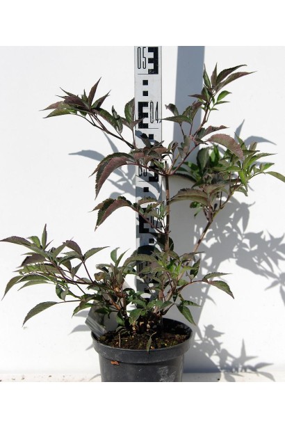 Бузина чорна Блек Б`юті саджанець в горщику, висота 30-50 см