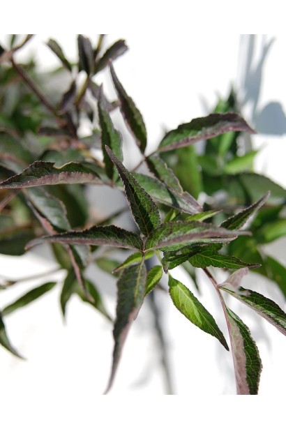 Бузина чорна Блек Б`юті листя