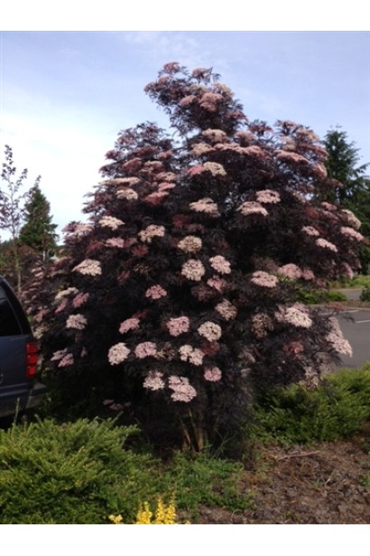 Бузина чорна Блек Б`юті широкий вертикально зростаючий кущ