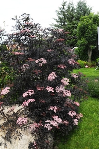 Бузина чорна Блек Б`юті в парковій зоні