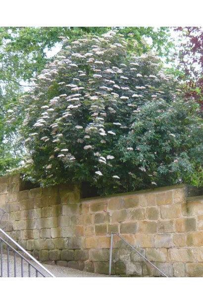 Бузина чорна Блек Б`юті в ландшафті