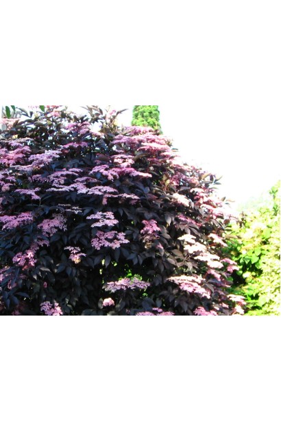 Sambucus nigra Black Beauty
