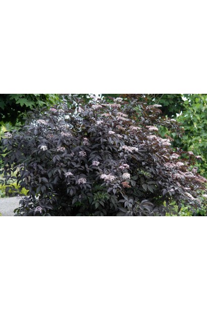 Бузина чорна Блек Б`юті®