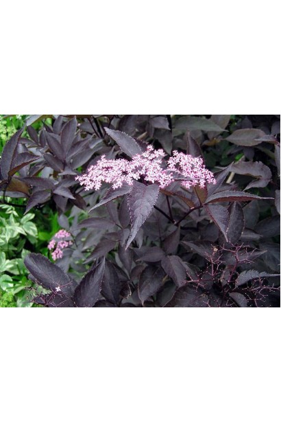 Бузина чорна Black Beauty темно-сливове листя