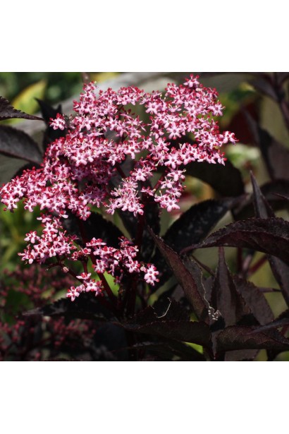 Бузина чорна Блек Б`юті світло рожеві квіти зібрані в щитовидні суцвіття