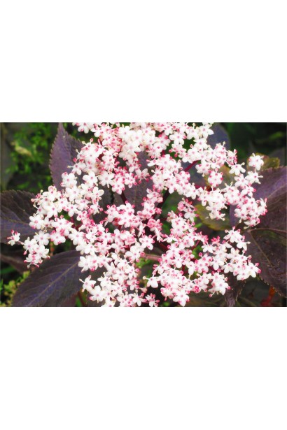 Світло-рожеві квіти бузини Блек Б`юті