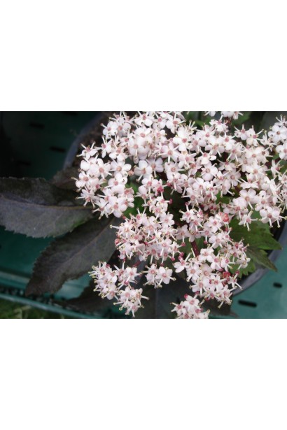 Бузина чорна Блек Товер світло-рожеві щитовидні суцвіття