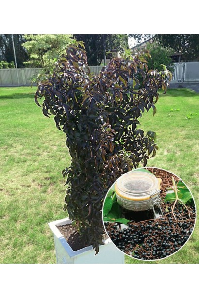 Бузина чорна Блек Товер посадка в контейнер