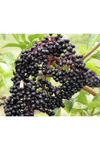 Чорні ягоди бузини Блек Товер