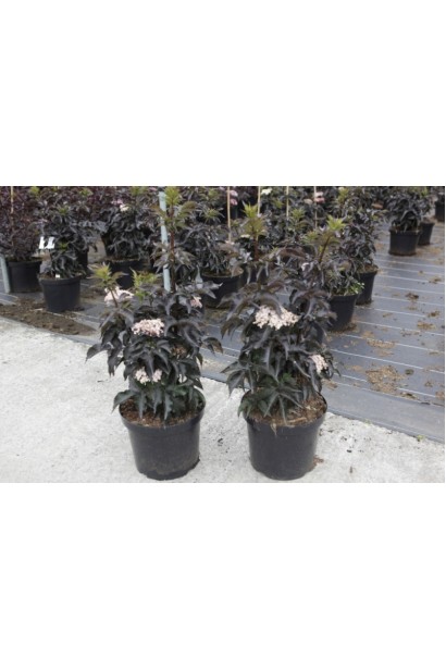 Саджанці бузини Black Tower в садовому центрі