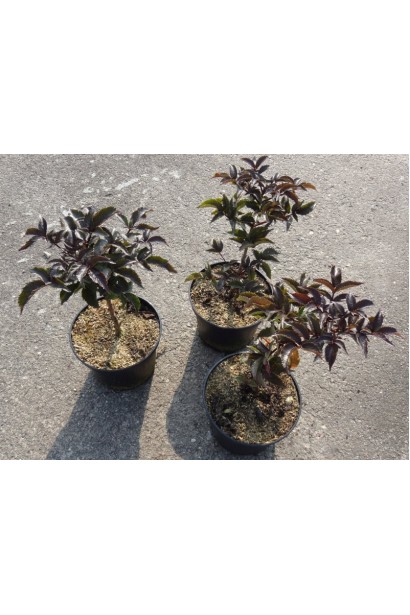 Бузина чорна Блек Товер в горщику 3 л