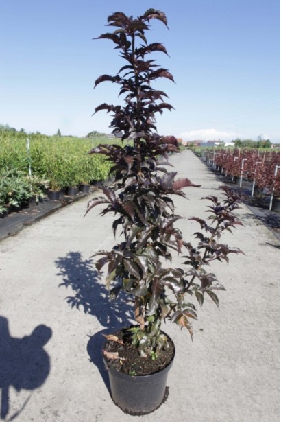 Бузина чорна Блек Товер контейнер 5 л