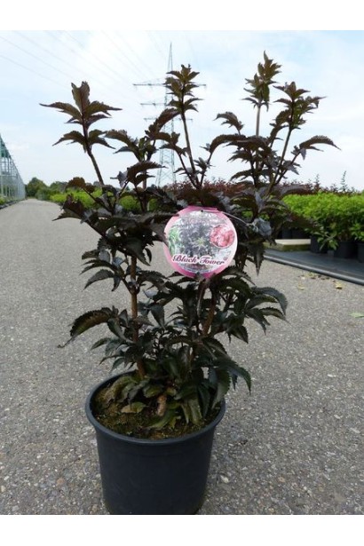 Бузина чорна Блек Товер саджанець в горщику 5 л