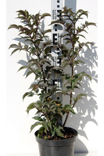 Бузина чорна Блек Товер саджанець 40-50 см