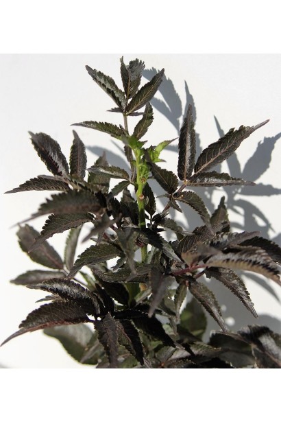 Бузина чорна Блек Товер темне листя