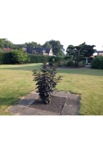 Бузина Блек Тауер одиночна посадка