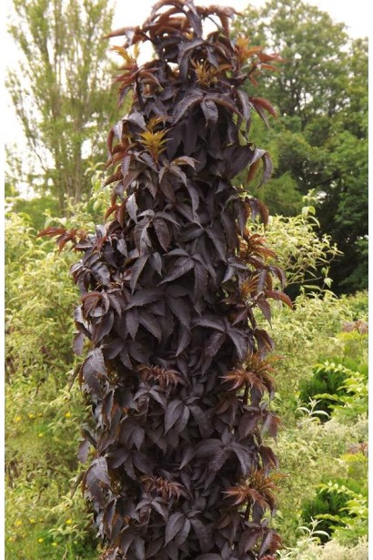 Бузина чорна Блек Товер