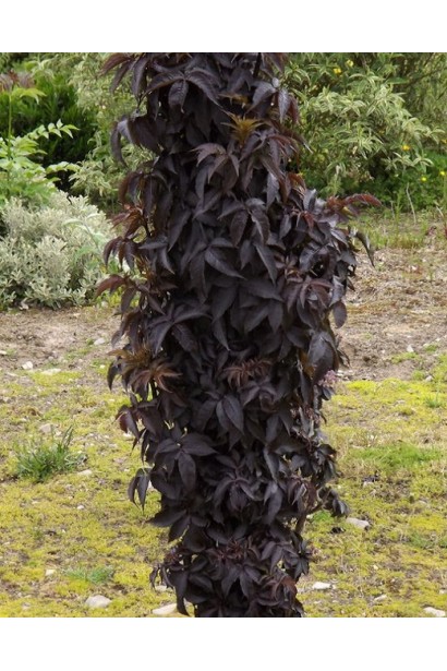 Бузина чорна Блек Товер колоноподібний кущ