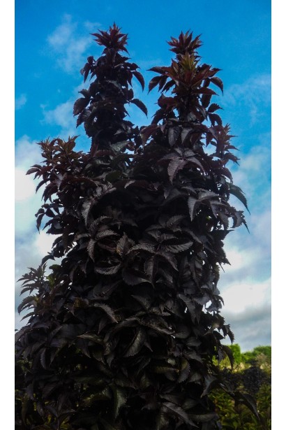 Sambucus nigra Black Tower