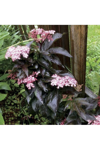 Бузина чорна Блек Товер в саду