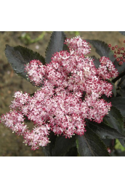 Зонтиковидні суцвіття бузини Black Tower