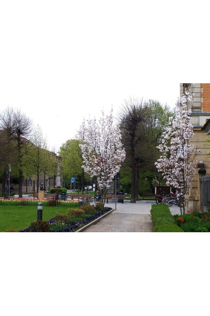 Сакура Аманогава – утонченность для парков и садов