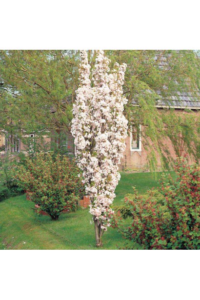 Prunus serrulata Amanogawa – стойкий декоративный сорт