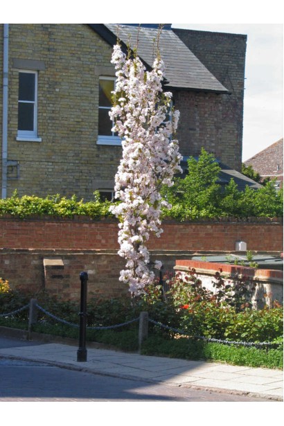 Сакура Амоногава – обильное весеннее цветение