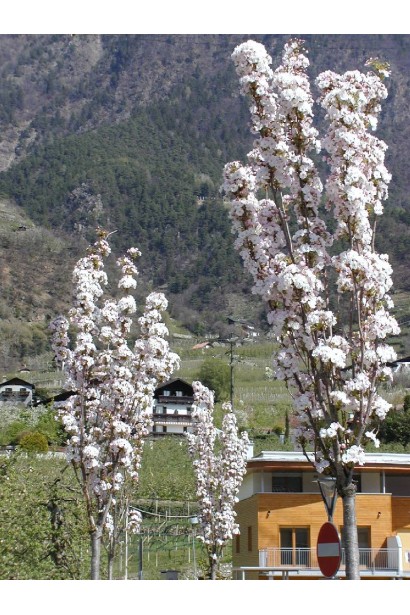 Prunus serrulata Amanogawa – гармония красоты и компактности