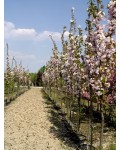 Сакура дрібнопильчаста Аманогава | Сакура мелкопильчатая Аманогава | Prunus serrulata Amanogawa
