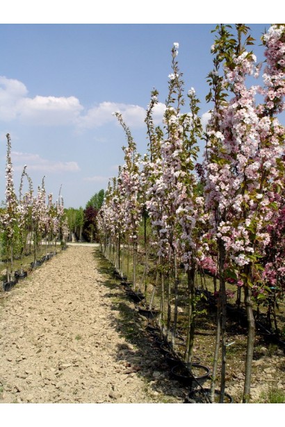Prunus serrulata Amanogawa – идеальное масло