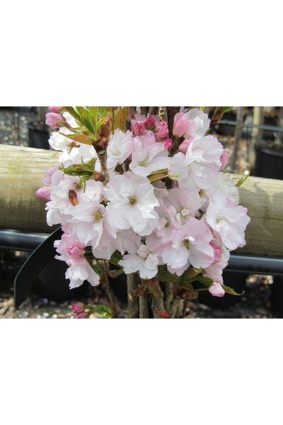 Сакура Аманогава – густо махровые цветы.