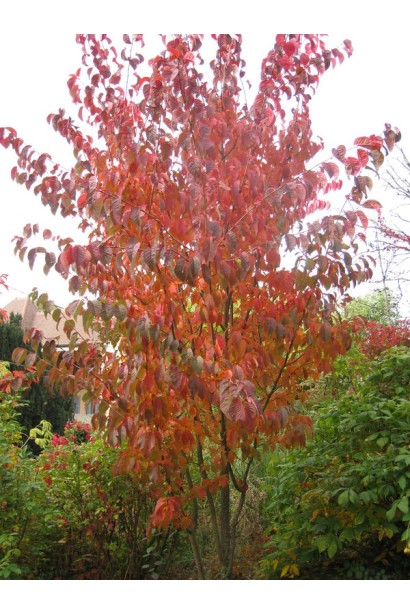 Сакура мелкопильчатая Аманогава Осенью