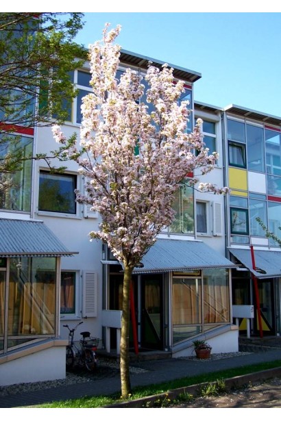 Prunus Amanogawa – утонченная красота весны